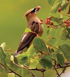 Cedar Waxwing Cedar Waxwing