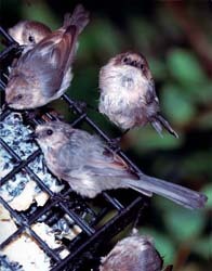 Bushtits Bushtits