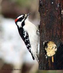 Downy Woodpecker