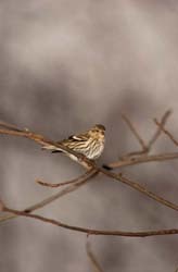 Pine Siskin