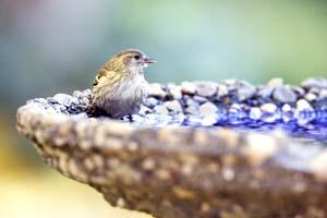 Pine Siskin